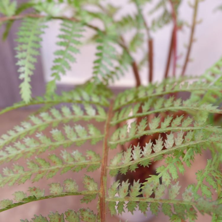 ꡼եݥå55cmFD3703 ƥե륰꡼ ͹տʪ ͹ ʰȭդ꡼