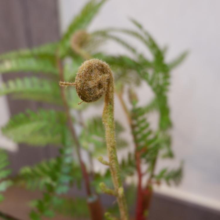 ꡼եݥå55cmFD3703 ƥե륰꡼ ͹տʪ ͹ ʰȭդ꡼