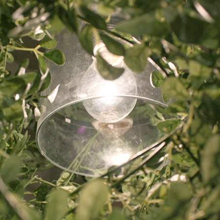 DI CLASSE(�ǥ�����å�)�Υڥ����ȥ��ס�Mini Foresti �ߥ˥ե��쥹�ƥ� ���꡼��