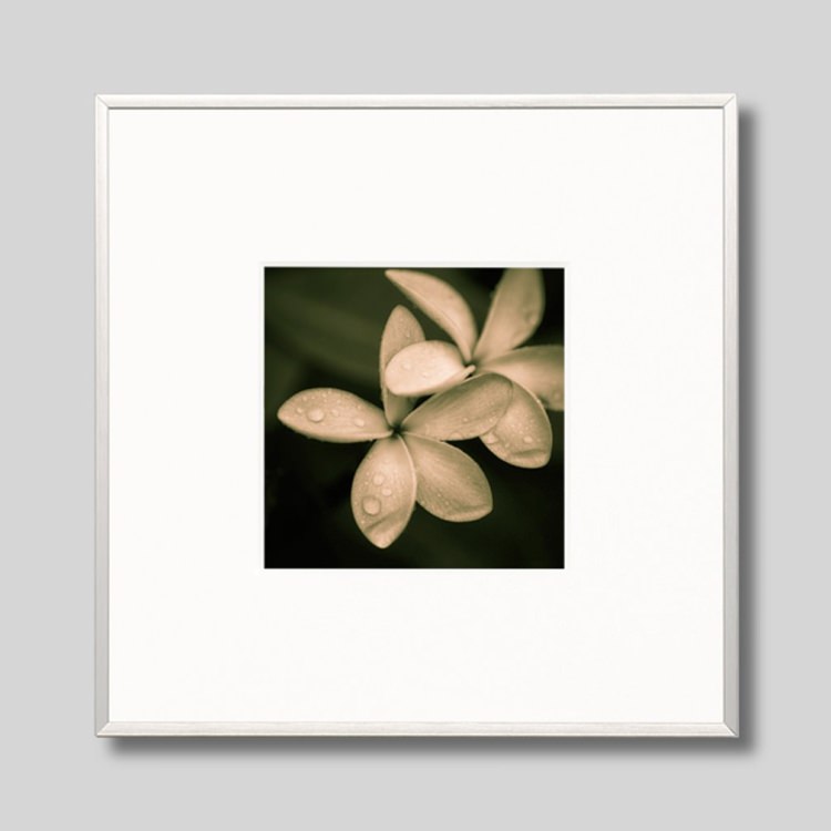 IGREBOW �ץ��ꥢ�β֡�[����� 1��1] ��������ܥ� ����ƥꥢ�ե��� �ԥ����㡼������ �̿�