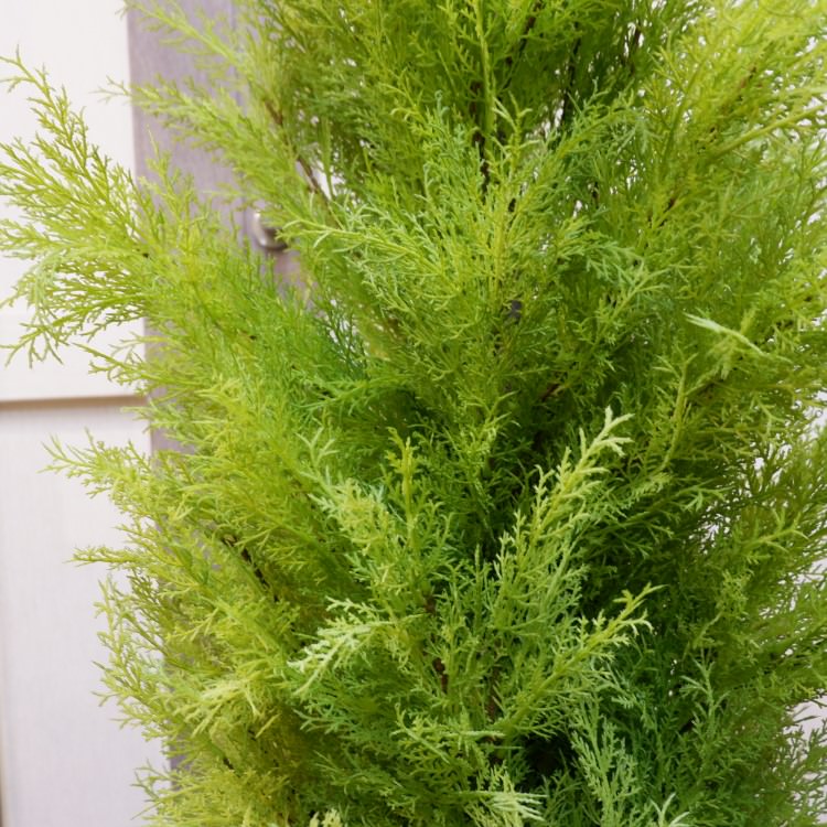 ɥ쥹ȥݥå(L)150cmFD3704 ƥե륰꡼ ͹տʪ ͹ ʰȭդ꡼