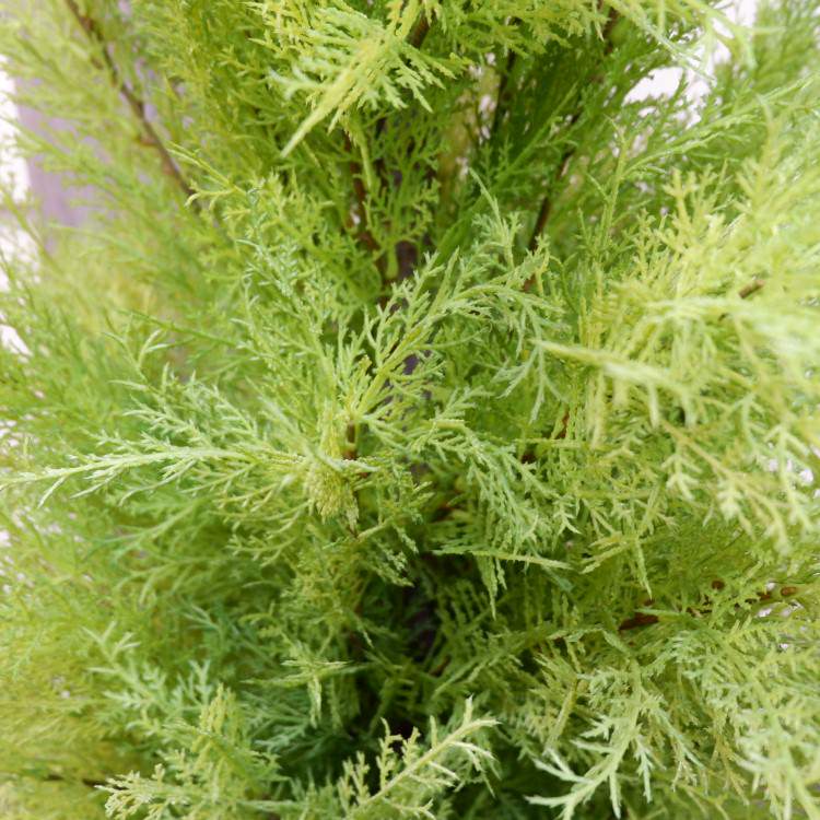 ɥ쥹ȥݥå(L)150cmFD3704 ƥե륰꡼ ͹տʪ ͹ ʰȭդ꡼