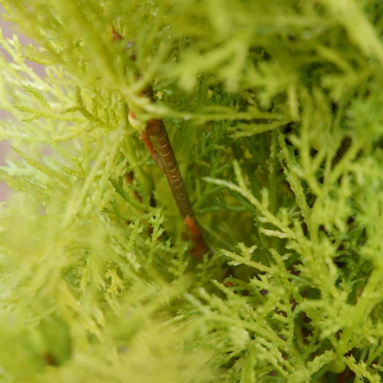 ɥ쥹ȥݥå(L)150cmFD3704 ƥե륰꡼ ͹տʪ ͹ ʰȭդ꡼