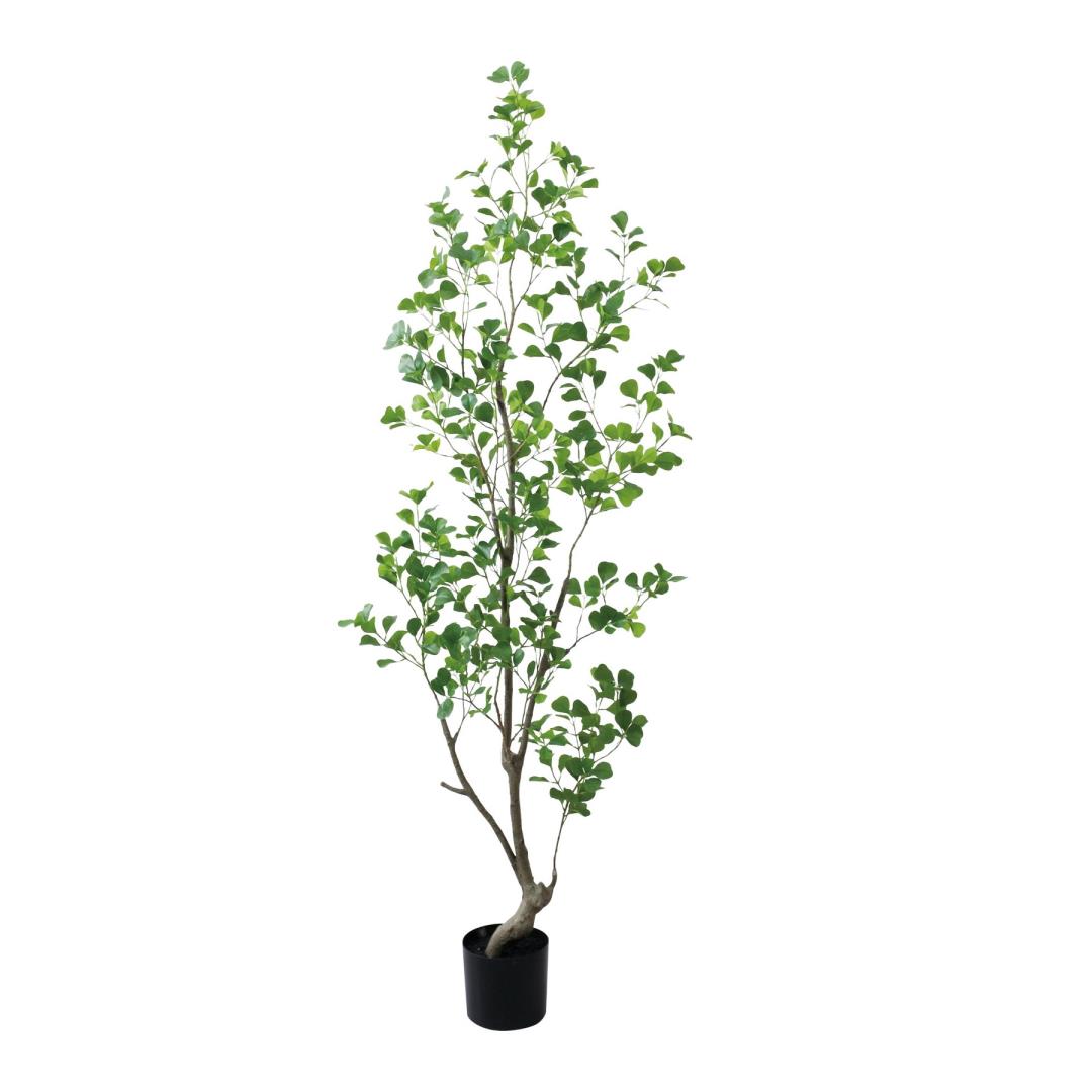 フィカストライアンギュラス 180cm｜GLP-1570 アーティ