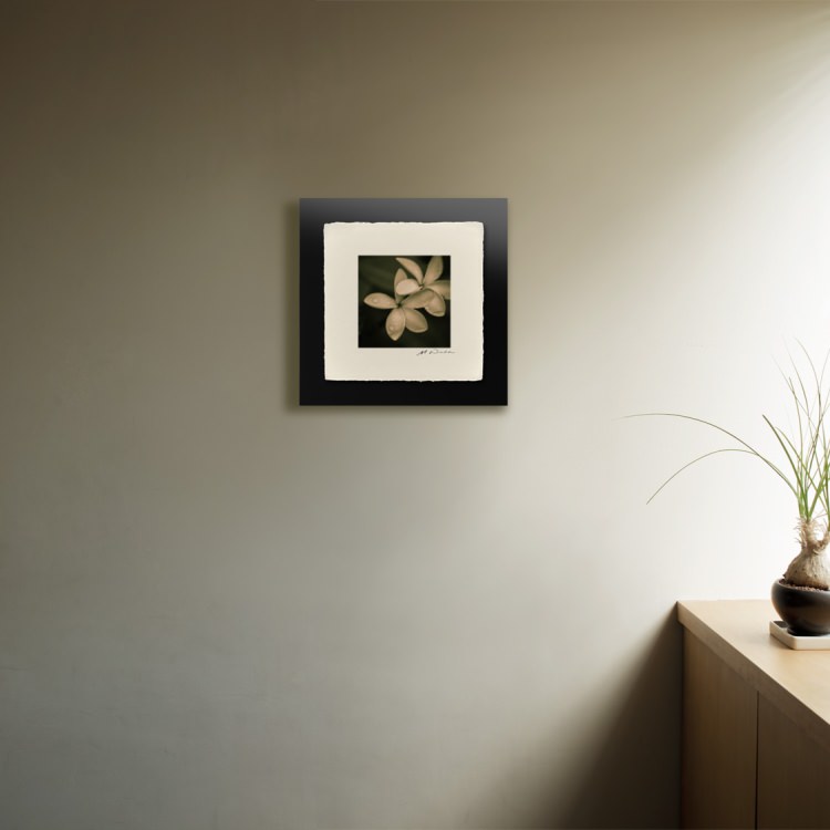 IGREBOW �ץ��ꥢ�β֡�[�»� 1��1] ��������ܥ� ����ƥꥢ�ե��� �ԥ����㡼������ �̿�