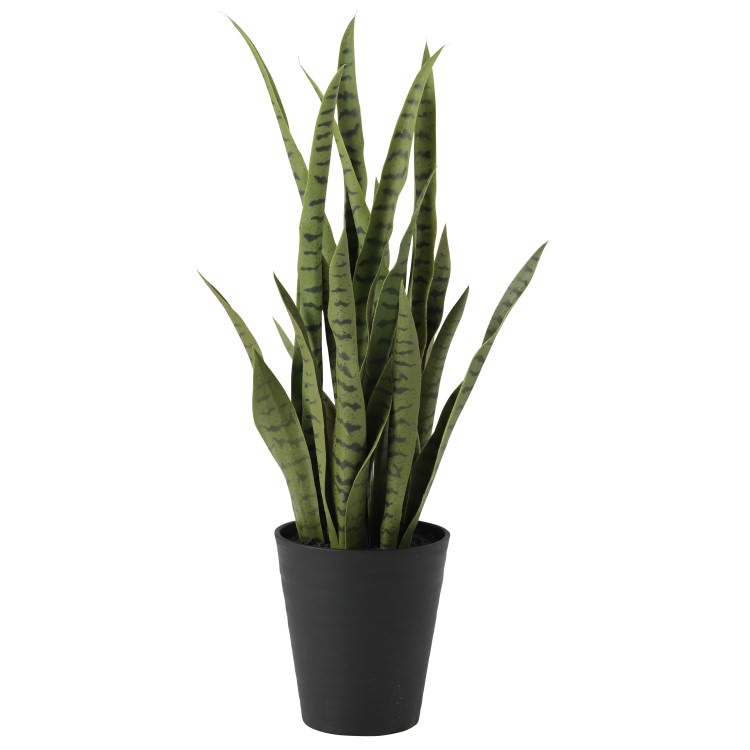 ���󥹥٥ꥢ ���꡼�� W40��H80cm��TK91621 �����ƥ��ե�����륰�꡼�� �͹����տ�ʪ �͹����� ȭ�դ����꡼��