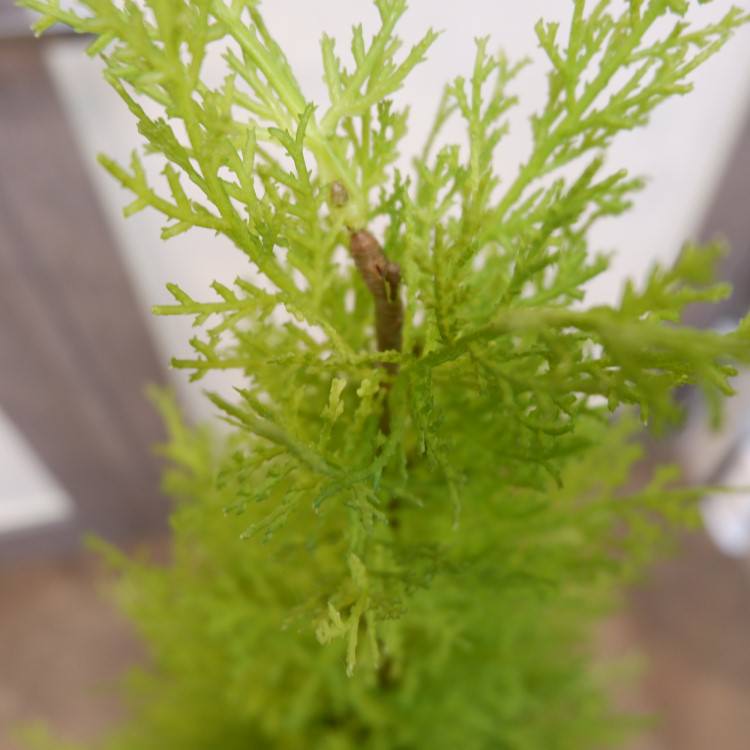 ɥ쥹ȥݥå(M)120cmFD3705 ƥե륰꡼ ͹տʪ ͹ ʰȭդ꡼