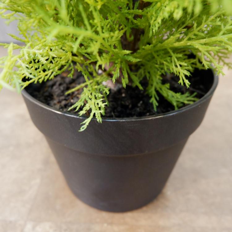 ɥ쥹ȥݥå(M)120cmFD3705 ƥե륰꡼ ͹տʪ ͹ ʰȭդ꡼