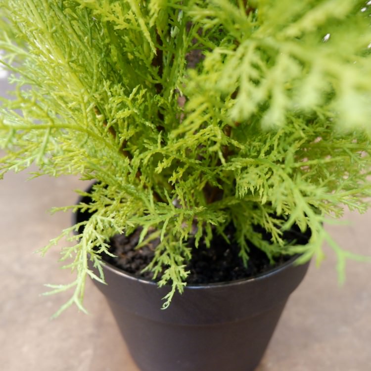 ɥ쥹ȥݥå(M)120cmFD3705 ƥե륰꡼ ͹տʪ ͹ ʰȭդ꡼