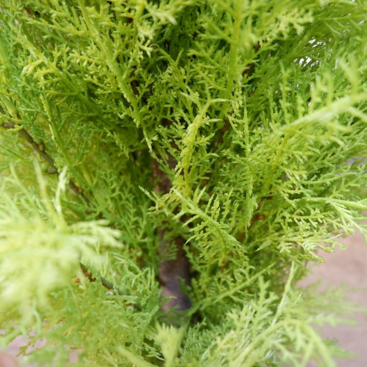 ɥ쥹ȥݥå(M)120cmFD3705 ƥե륰꡼ ͹տʪ ͹ ʰȭդ꡼