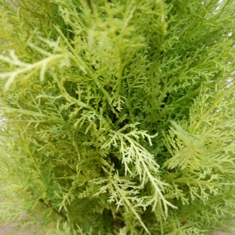 ɥ쥹ȥݥå(M)120cmFD3705 ƥե륰꡼ ͹տʪ ͹ ʰȭդ꡼