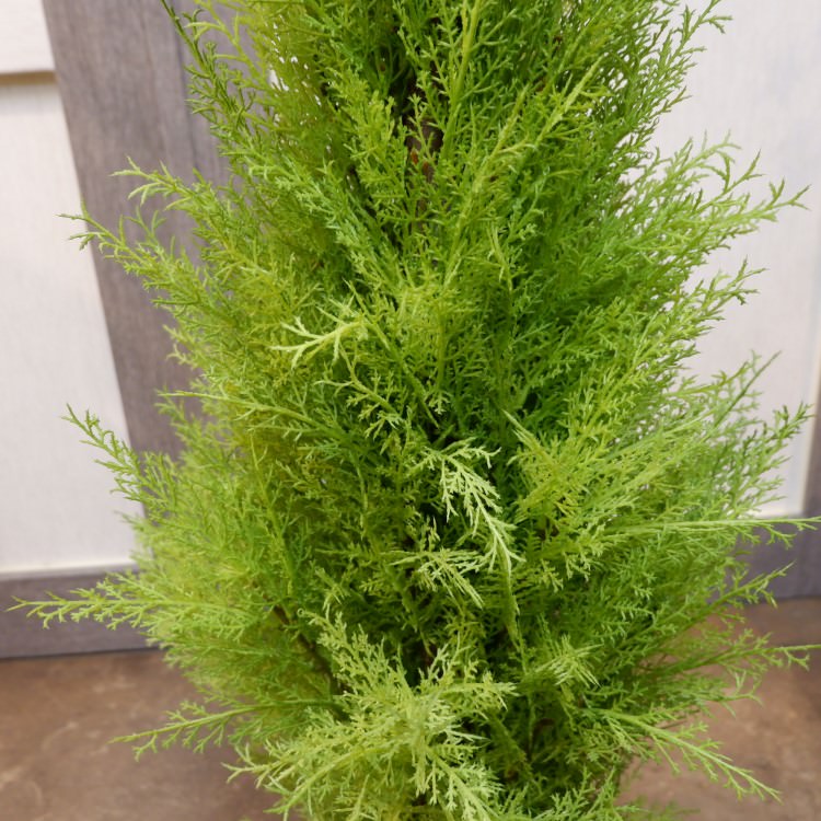 ɥ쥹ȥݥå(M)120cmFD3705 ƥե륰꡼ ͹տʪ ͹ ʰȭդ꡼