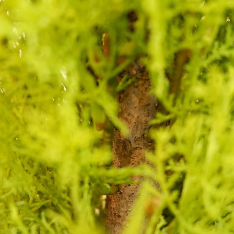 ɥ쥹ȥݥå(M)120cmFD3705 ƥե륰꡼ ͹տʪ ͹ ʰȭդ꡼