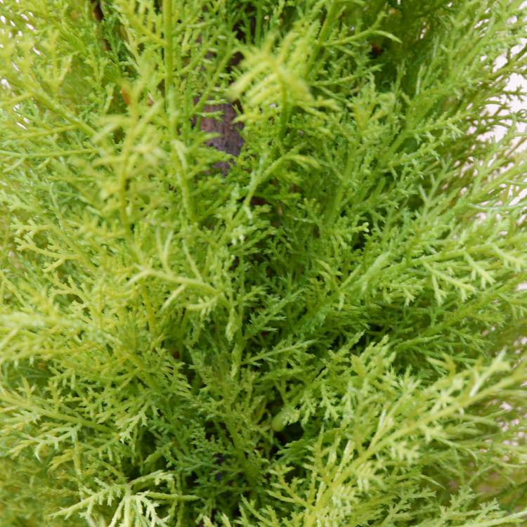 ɥ쥹ȥݥå(M)120cmFD3705 ƥե륰꡼ ͹տʪ ͹ ʰȭդ꡼