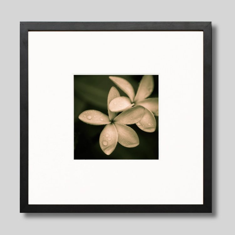 IGREBOW ץꥢβ֡[å 11] ܥ ƥꥢե ԥ㡼 ̿