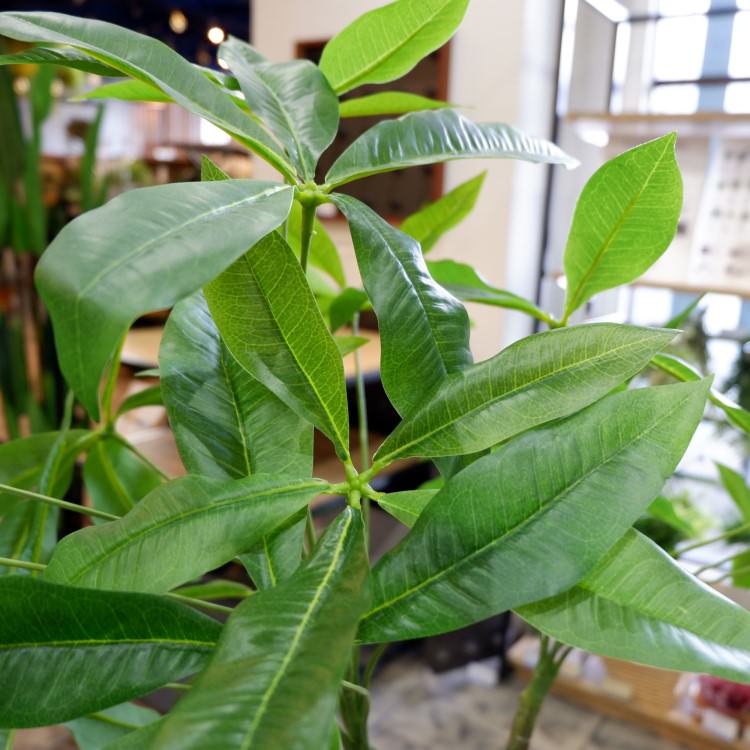 ѥ 180cmGLP-1522 ƥե륰꡼ ͹տʪ ꡼