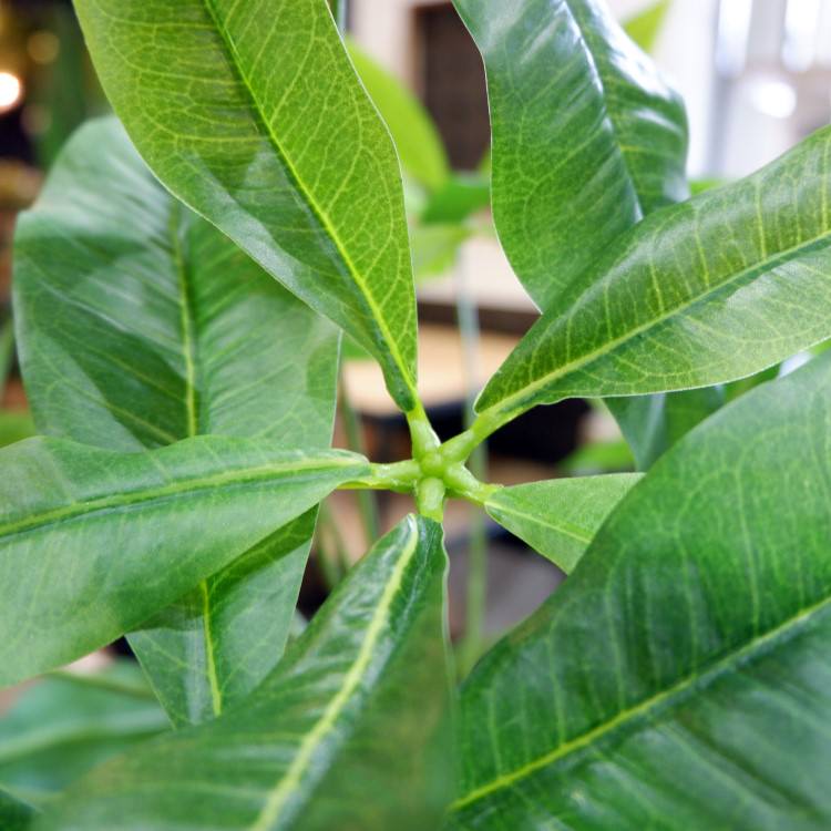 ѥ 180cmGLP-1522 ƥե륰꡼ ͹տʪ ꡼