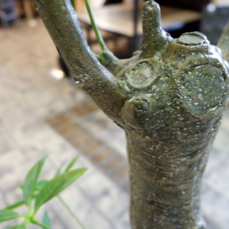 ѥ 180cmGLP-1522 ƥե륰꡼ ͹տʪ ꡼