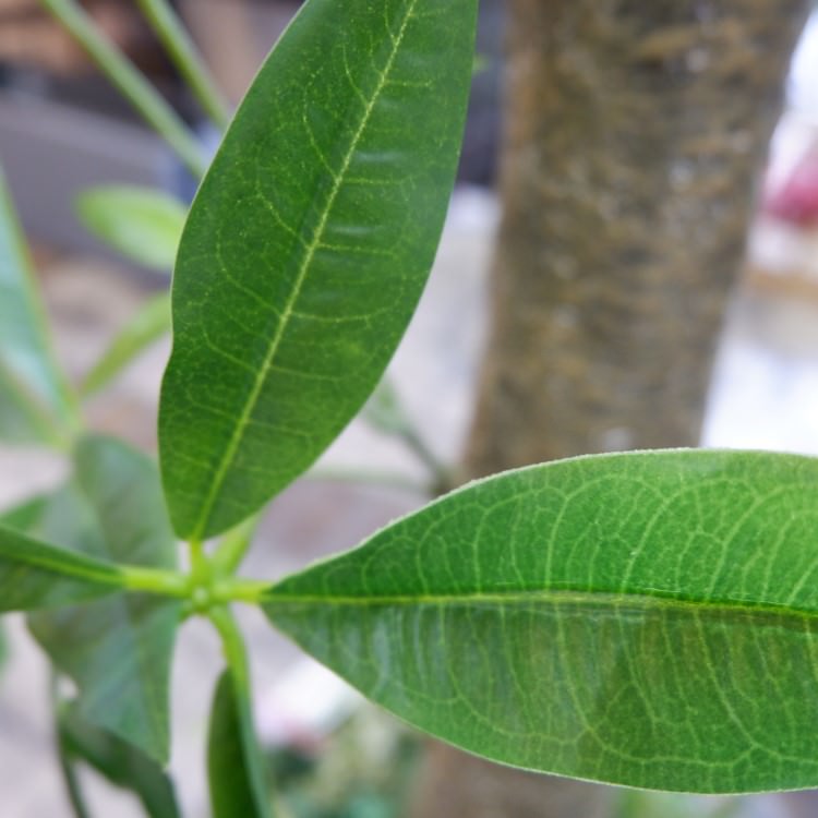 ѥ 180cmGLP-1522 ƥե륰꡼ ͹տʪ ꡼