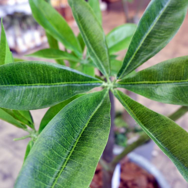 ѥ 180cmGLP-1522 ƥե륰꡼ ͹տʪ ꡼