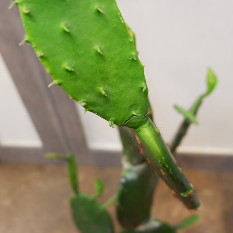 𥵥ܥƥݥå104cmFD4021 ƥե륰꡼ ͹տʪ ͹ ʰȭդ꡼