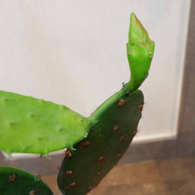 𥵥ܥƥݥå104cmFD4021 ƥե륰꡼ ͹տʪ ͹ ʰȭդ꡼