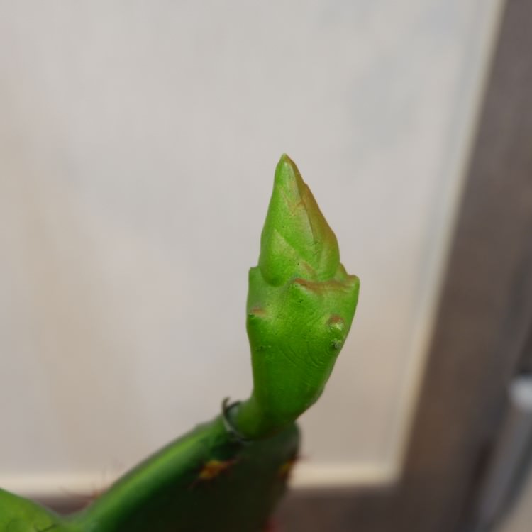 𥵥ܥƥݥå104cmFD4021 ƥե륰꡼ ͹տʪ ͹ ʰȭդ꡼