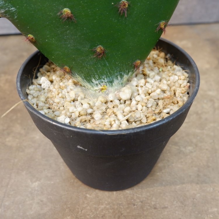 𥵥ܥƥݥå104cmFD4021 ƥե륰꡼ ͹տʪ ͹ ʰȭդ꡼