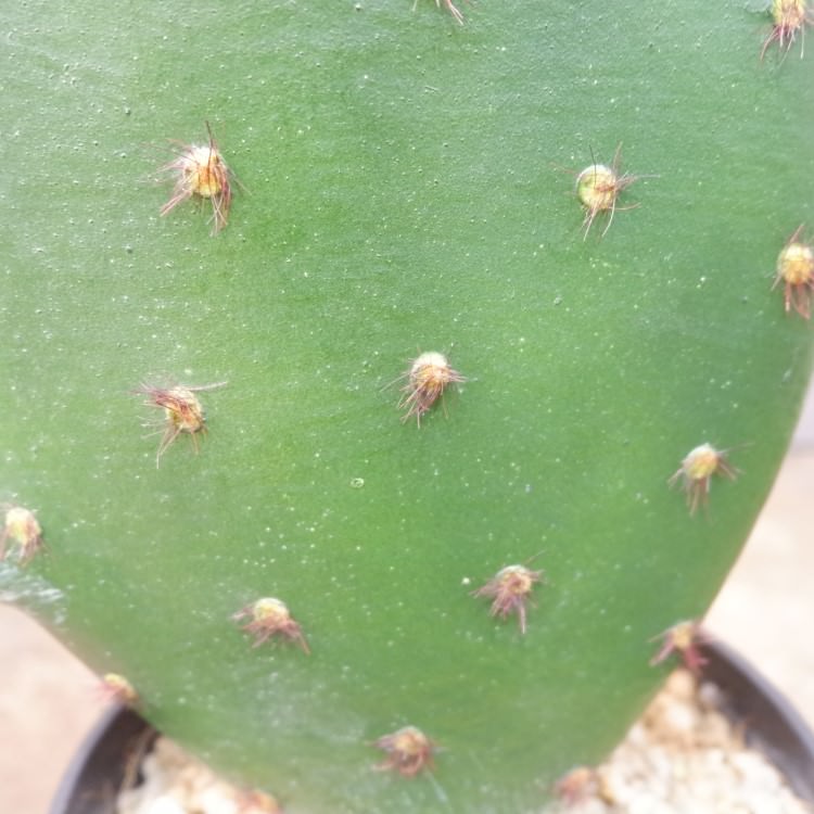 𥵥ܥƥݥå104cmFD4021 ƥե륰꡼ ͹տʪ ͹ ʰȭդ꡼