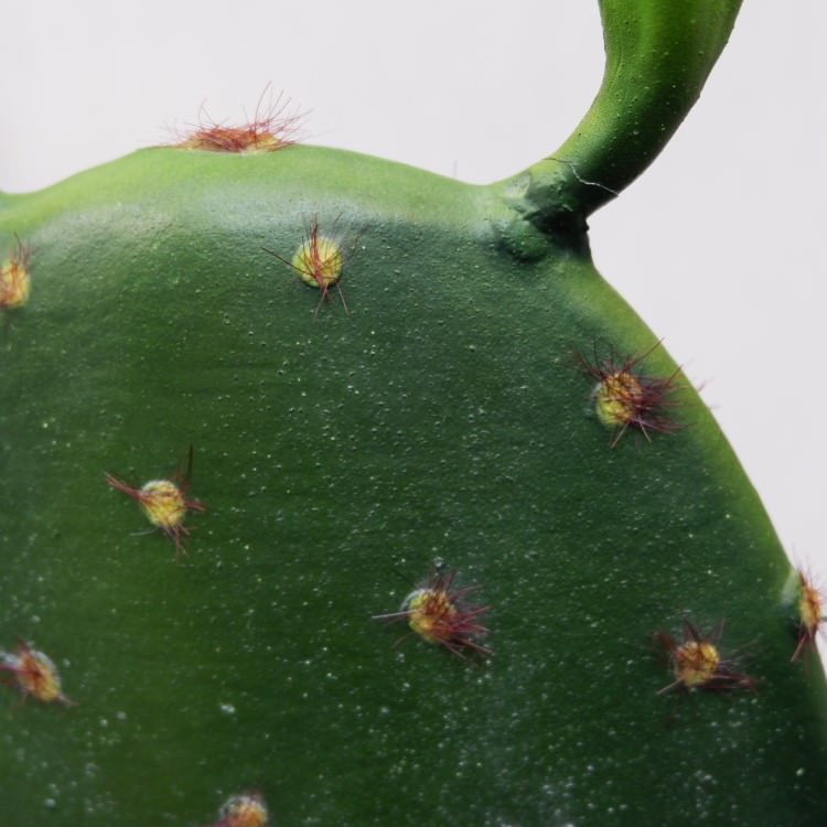 𥵥ܥƥݥå104cmFD4021 ƥե륰꡼ ͹տʪ ͹ ʰȭդ꡼