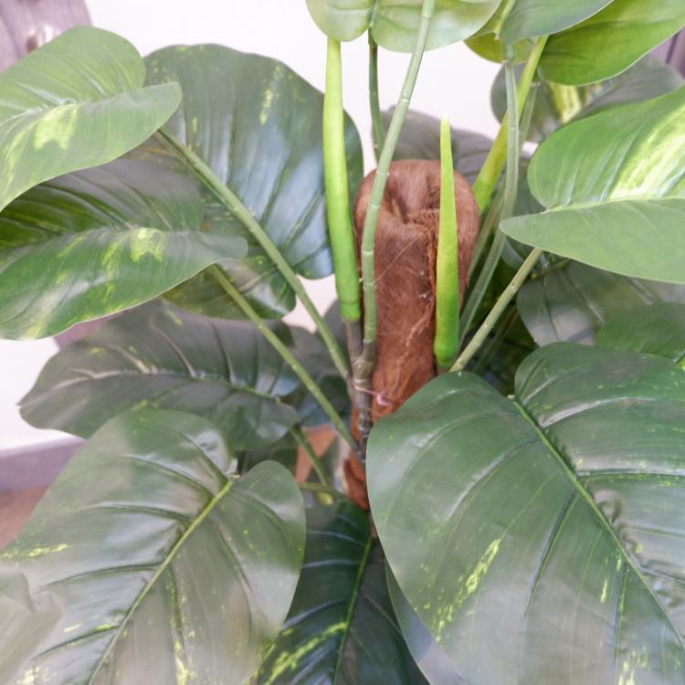 ݥȥإݥå122cmFD4038 ƥե륰꡼ ͹տʪ ͹ ʰȭդ꡼