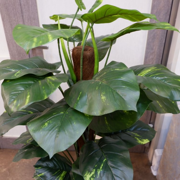 ݥȥإݥå122cmFD4038 ƥե륰꡼ ͹տʪ ͹ ʰȭդ꡼