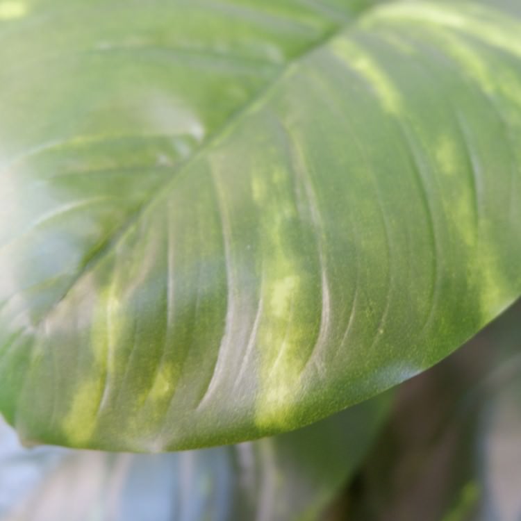 ݥȥإݥå122cmFD4038 ƥե륰꡼ ͹տʪ ͹ ʰȭդ꡼