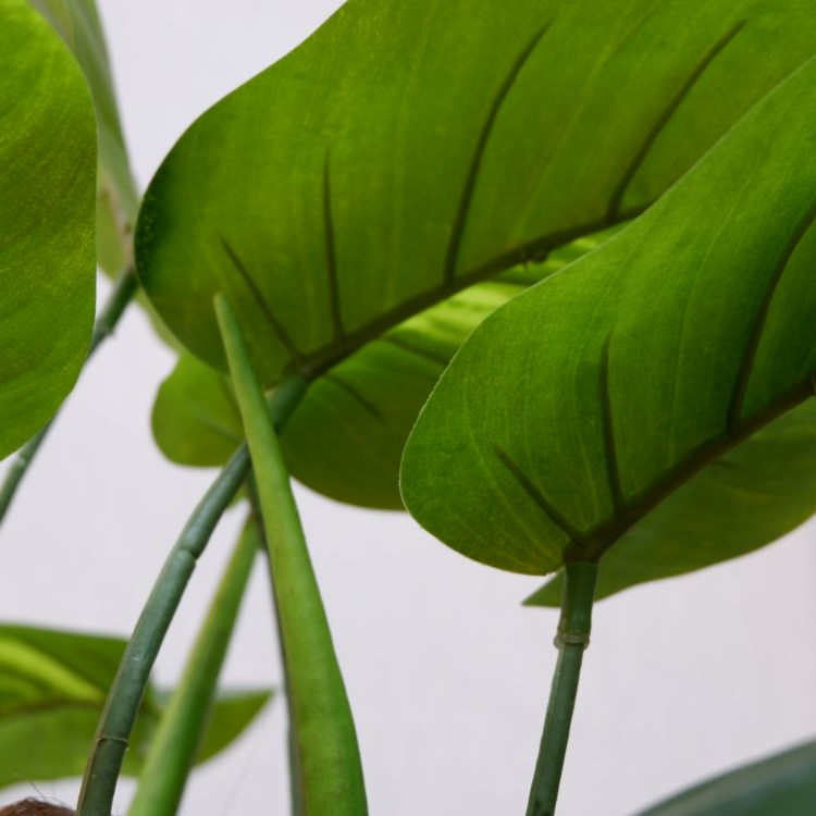 ݥȥإݥå122cmFD4038 ƥե륰꡼ ͹տʪ ͹ ʰȭդ꡼