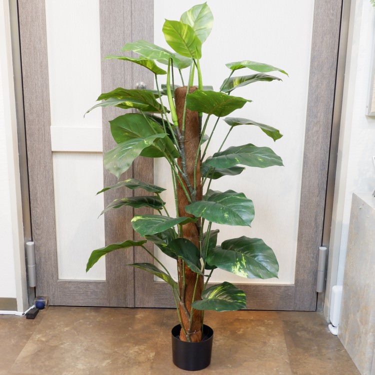 ݥȥإݥå122cmFD4038 ƥե륰꡼ ͹տʪ ͹ ʰȭդ꡼