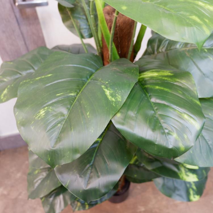 ݥȥإݥå122cmFD4038 ƥե륰꡼ ͹տʪ ͹ ʰȭդ꡼