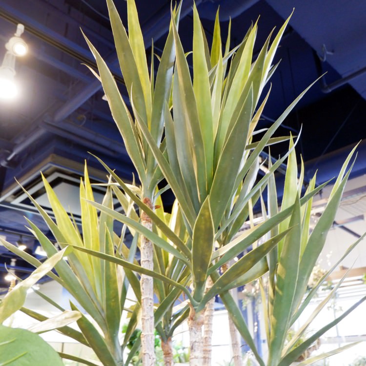 åĥ꡼ 195cmGLP-1524 ƥե륰꡼ ͹տʪ ꡼