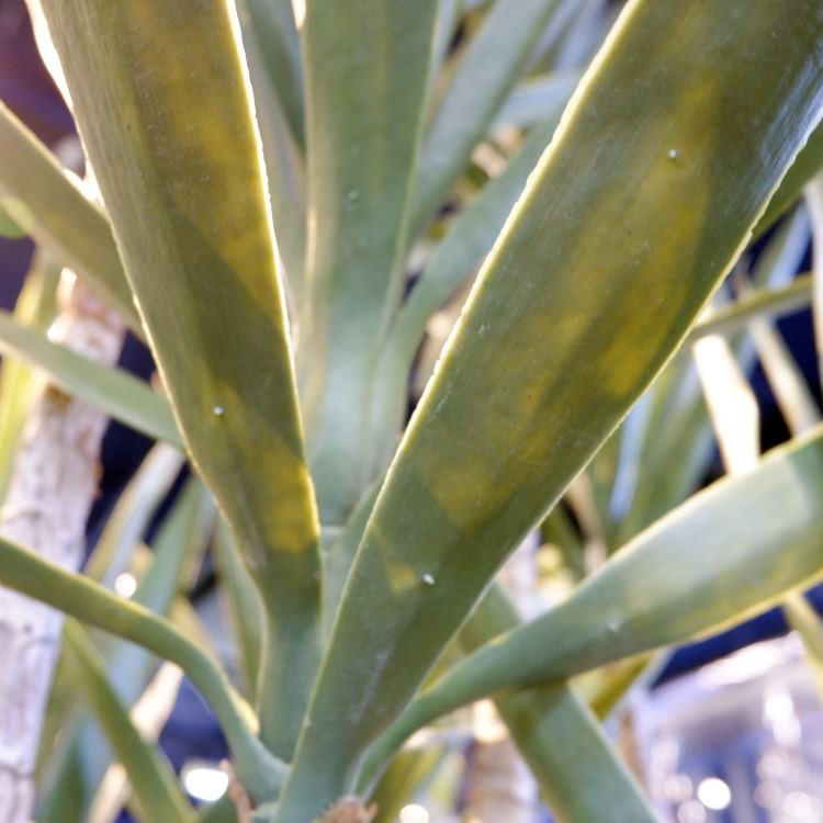 åĥ꡼ 195cmGLP-1524 ƥե륰꡼ ͹տʪ ꡼