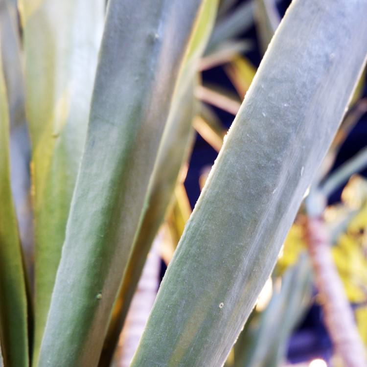 åĥ꡼ 195cmGLP-1524 ƥե륰꡼ ͹տʪ ꡼