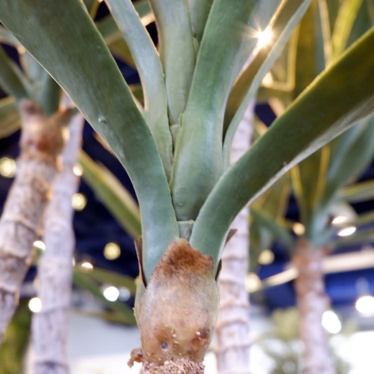 åĥ꡼ 195cmGLP-1524 ƥե륰꡼ ͹տʪ ꡼