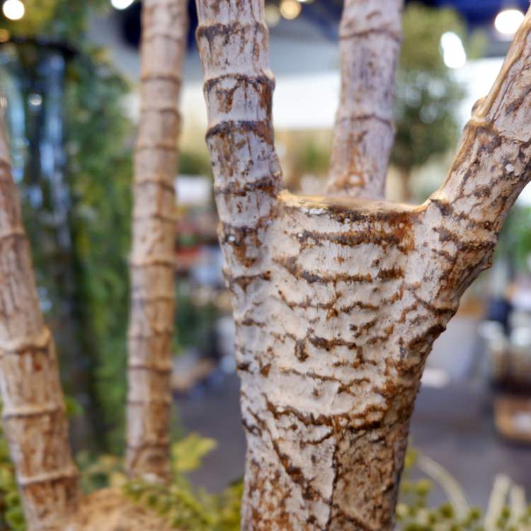 åĥ꡼ 195cmGLP-1524 ƥե륰꡼ ͹տʪ ꡼