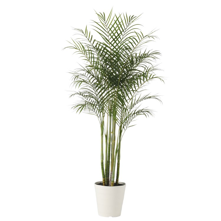 쥫䥷Ω PE W100H200cmTK91629 ƥե륰꡼ ͹տʪ ͹ ȭդ꡼