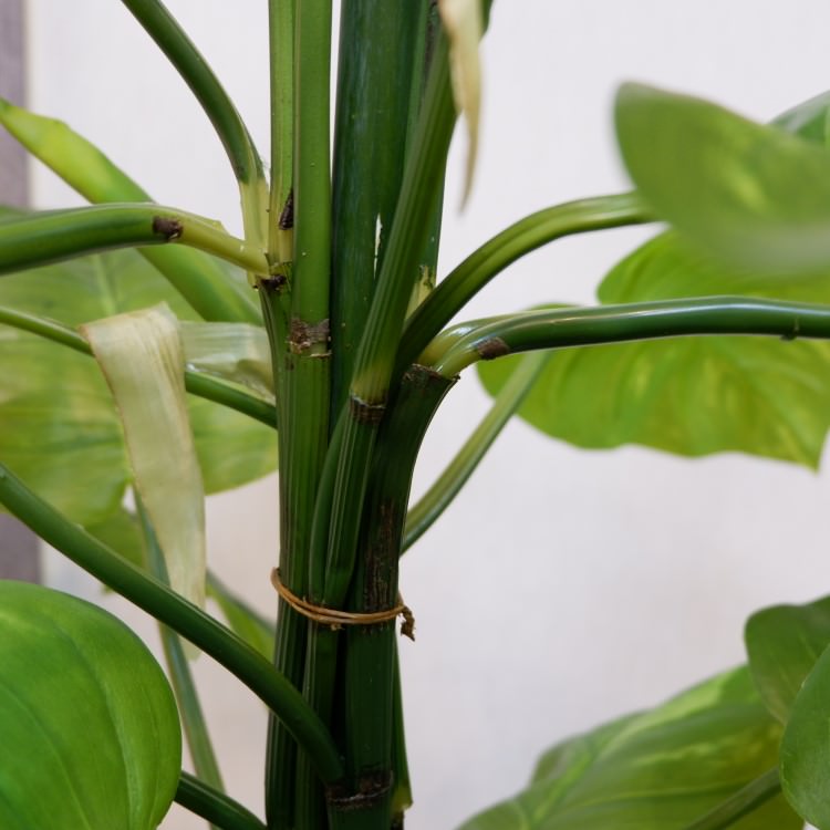 㥤ȥݥȥݥå182cmP4662 ƥե륰꡼ ͹տʪ ͹ ʰȭդ꡼