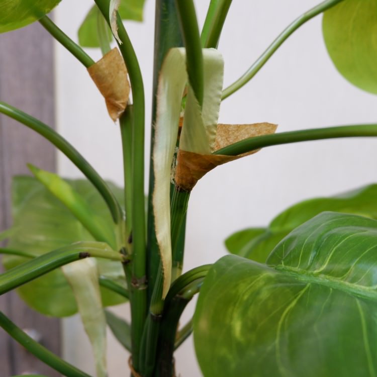 㥤ȥݥȥݥå182cmP4662 ƥե륰꡼ ͹տʪ ͹ ʰȭդ꡼