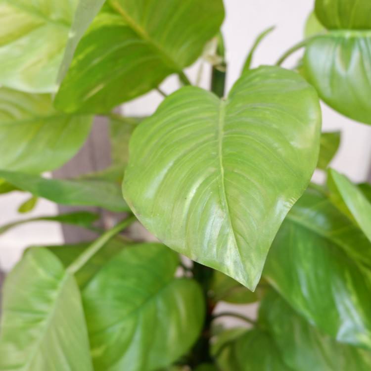 㥤ȥݥȥݥå182cmP4662 ƥե륰꡼ ͹տʪ ͹ ʰȭդ꡼