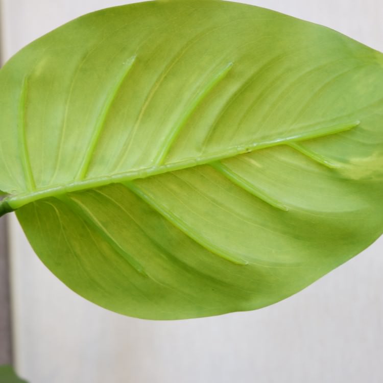 㥤ȥݥȥݥå182cmP4662 ƥե륰꡼ ͹տʪ ͹ ʰȭդ꡼