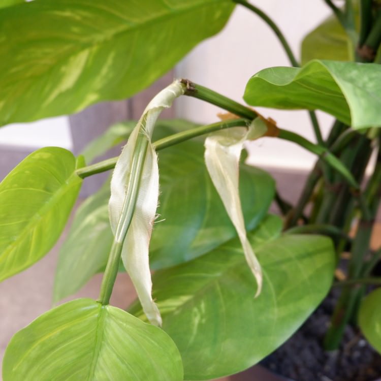 㥤ȥݥȥݥå182cmP4662 ƥե륰꡼ ͹տʪ ͹ ʰȭդ꡼