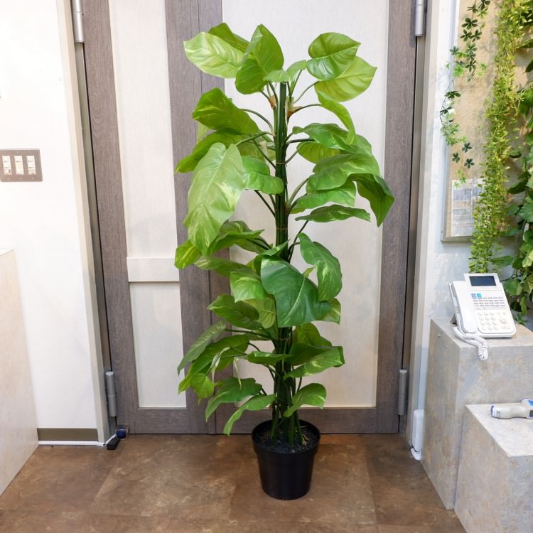 㥤ȥݥȥݥå182cmP4662 ƥե륰꡼ ͹տʪ ͹ ʰȭդ꡼