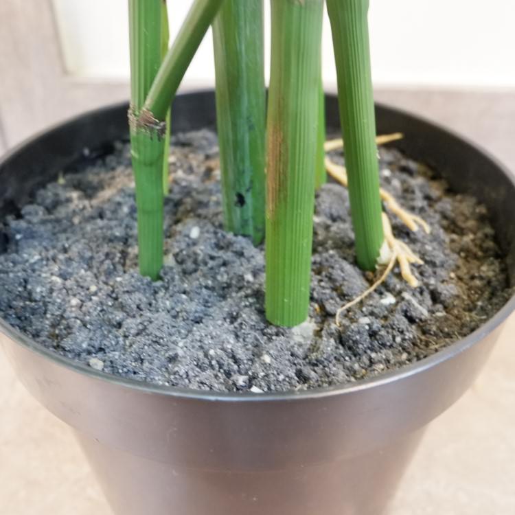 㥤ȥݥȥݥå182cmP4662 ƥե륰꡼ ͹տʪ ͹ ʰȭդ꡼