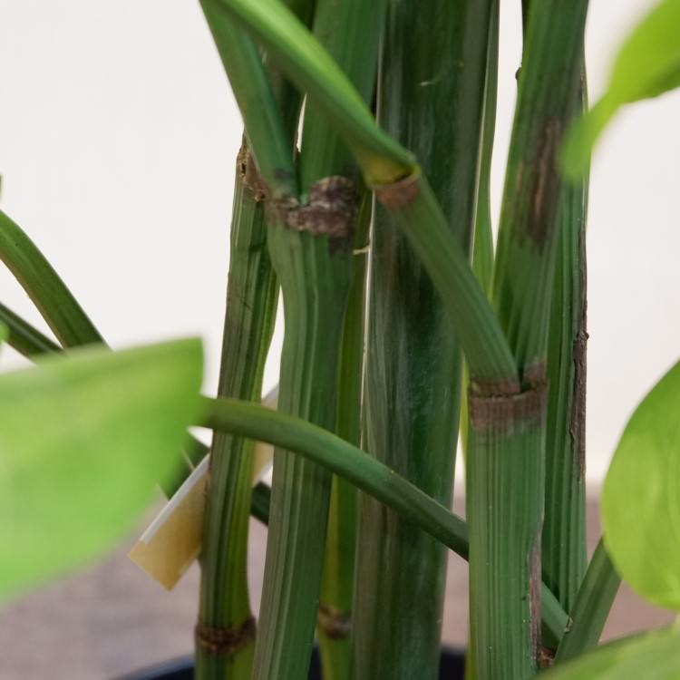 㥤ȥݥȥݥå182cmP4662 ƥե륰꡼ ͹տʪ ͹ ʰȭդ꡼